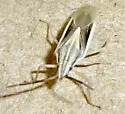 Mecidea minor - photo 5