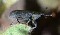 Stem-boring Weevil - photo 2