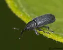 Stem-boring Weevil - photo 3