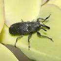 Stem-boring Weevil - photo 4
