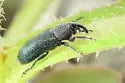 Stem-boring Weevil - photo 5