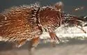 Mecinus linnavuorii