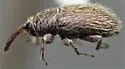 Mecinus linnavuorii - photo 3