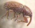Mecinus linnavuorii - photo 4