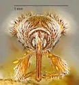 Mecinus linnavuorii - photo 5