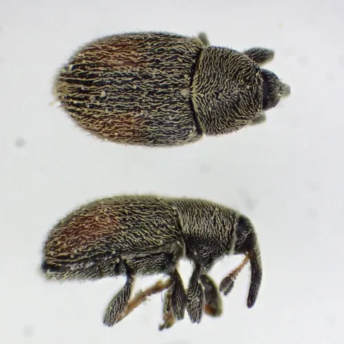 Mecinus pascuorum