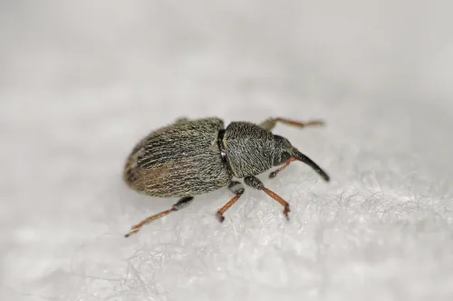 Mecinus pascuorum - photo 3