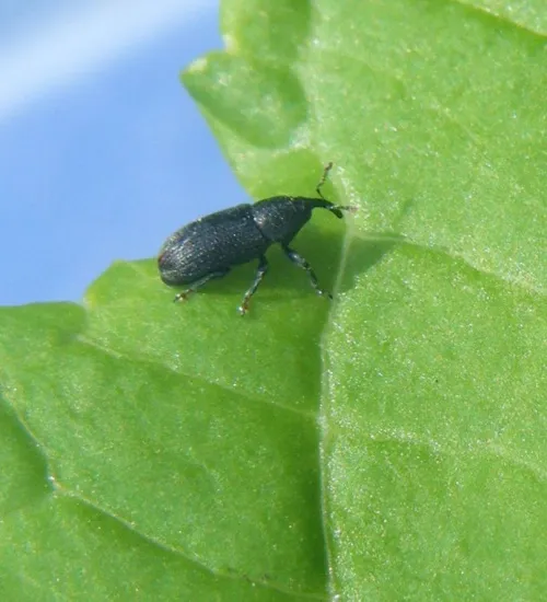 Mecinus pyraster