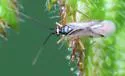 Mecomma gilvipes - photo 2