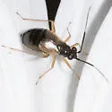 Mecomma gilvipes - photo 3