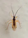 Mecomma gilvipes - photo 4