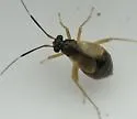 Mecomma gilvipes - photo 5