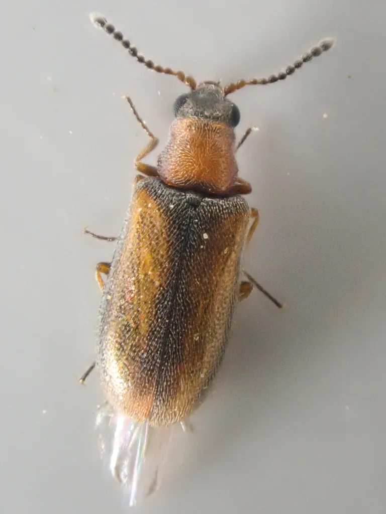 Mecomycter majeri - photo 2