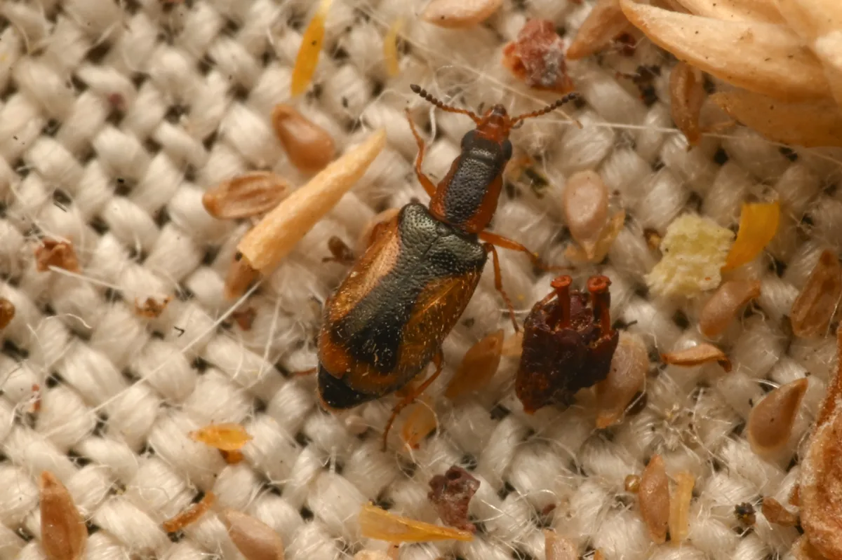 Mecomycter omalinus