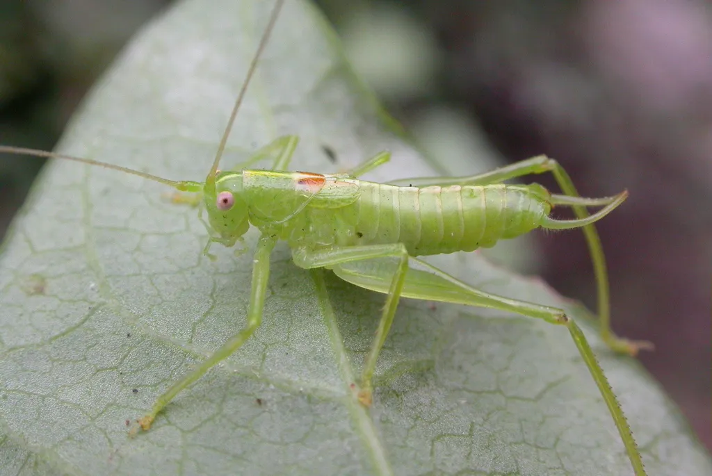 Southern Oak Bush-Cricket - photo 2