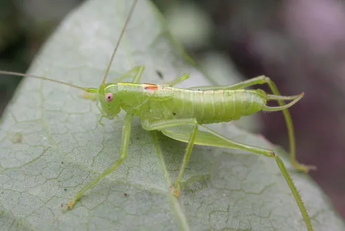 Southern Oak Bush-Cricket - photo 3