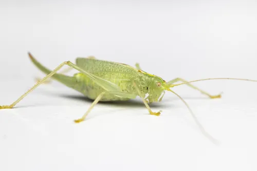 Drumming Katydid