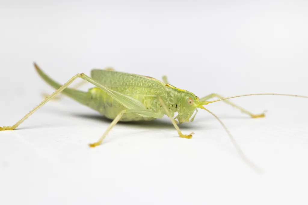 Drumming Katydid - photo 2
