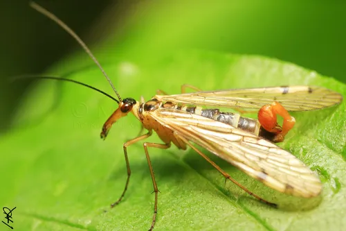 Scorpionflies, Hangingflies, and Allies - photo 3