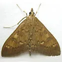 Mecyna mustelinalis - Hodges#5137