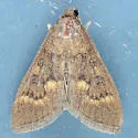 Mecyna mustelinalis - Hodges#5137 - photo 2