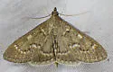 Mecyna mustelinalis - Hodges#5137 - photo 3