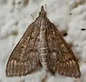 Mecyna mustelinalis - Hodges#5137 - photo 4