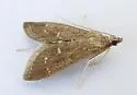 Mecyna mustelinalis - Hodges#5137 - photo 5