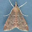 Mecyna sp-one - Hodges#5138.97 - photo 2