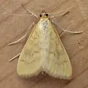 Orange-toned Mecyna - Hodges#5135 - photo 2