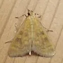Orange-toned Mecyna - Hodges#5135 - photo 3