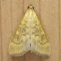 Orange-toned Mecyna - Hodges#5135 - photo 4