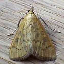 Orange-toned Mecyna - Hodges#5135 - photo 5