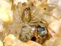 Mecynargus borealis - photo 2