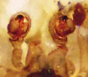 Mecynargus borealis - photo 3