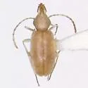 Mecynotarsus candidus