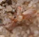 Mecynotarsus candidus - photo 2