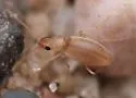 Mecynotarsus candidus - photo 3