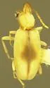 Mecynotarsus delicatulus