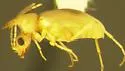 Mecynotarsus delicatulus - photo 2