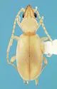 Mecynotarsus delicatulus - photo 3