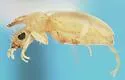 Mecynotarsus delicatulus - photo 4