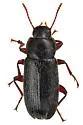 Mecysmus angustus - photo 2