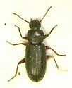 Mecysmus angustus - photo 5