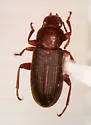 Mecysmus tenuis