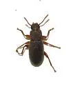 Mecysmus tenuis - photo 2