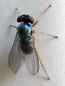 Medetera aberrans