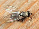 Medetera apicalis - Medetera apicalis