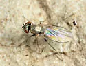 Medetera apicalis - photo 2