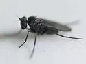 Medetera apicalis - photo 3